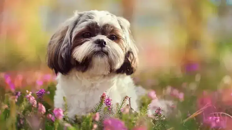 why shih tzu are the worst dog